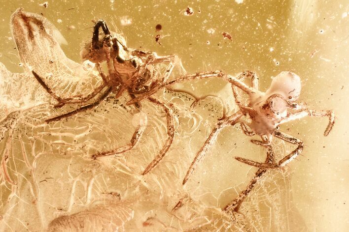 Two Fossil Spiders (Araneae) & A Mite (Acari) In Baltic Amber #381485
